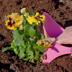 Plantering rosa Handigger